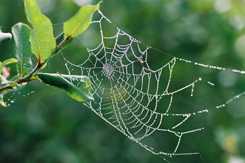 ıslak, kapatmak, örümcek ağı içeren Ücretsiz stok fotoğraf