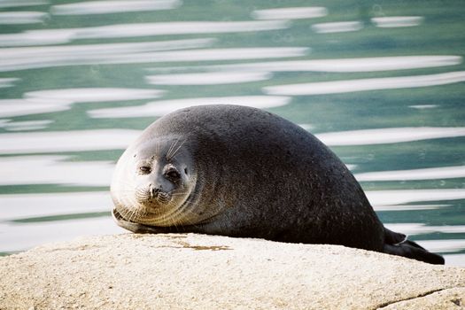 A serene seal lounging on a rock with calm waters in the background, captured in natural light.