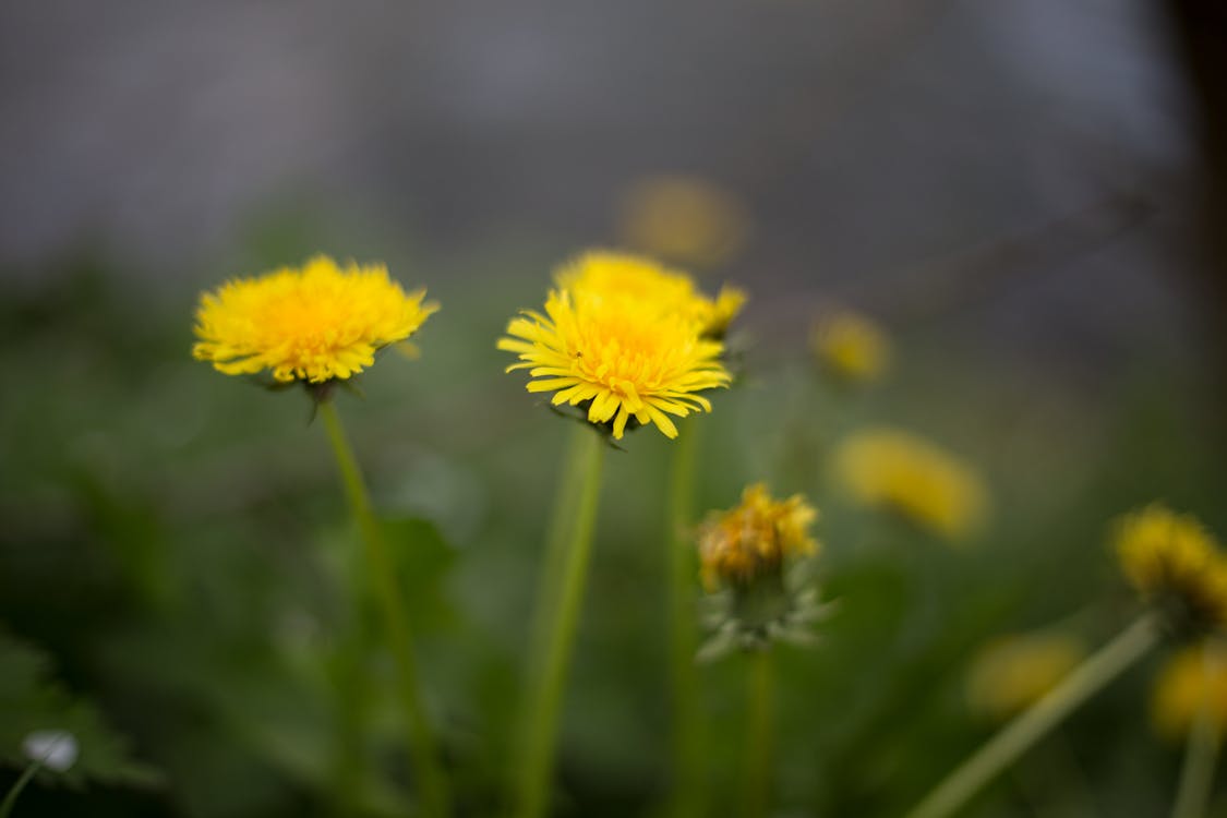 免費 黃色的花瓣花的特寫照片 圖庫相片