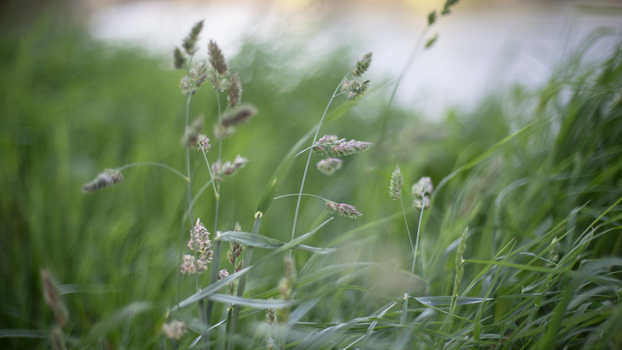 Vibrant close-up shot of green grass in a breezy outdoor setting.