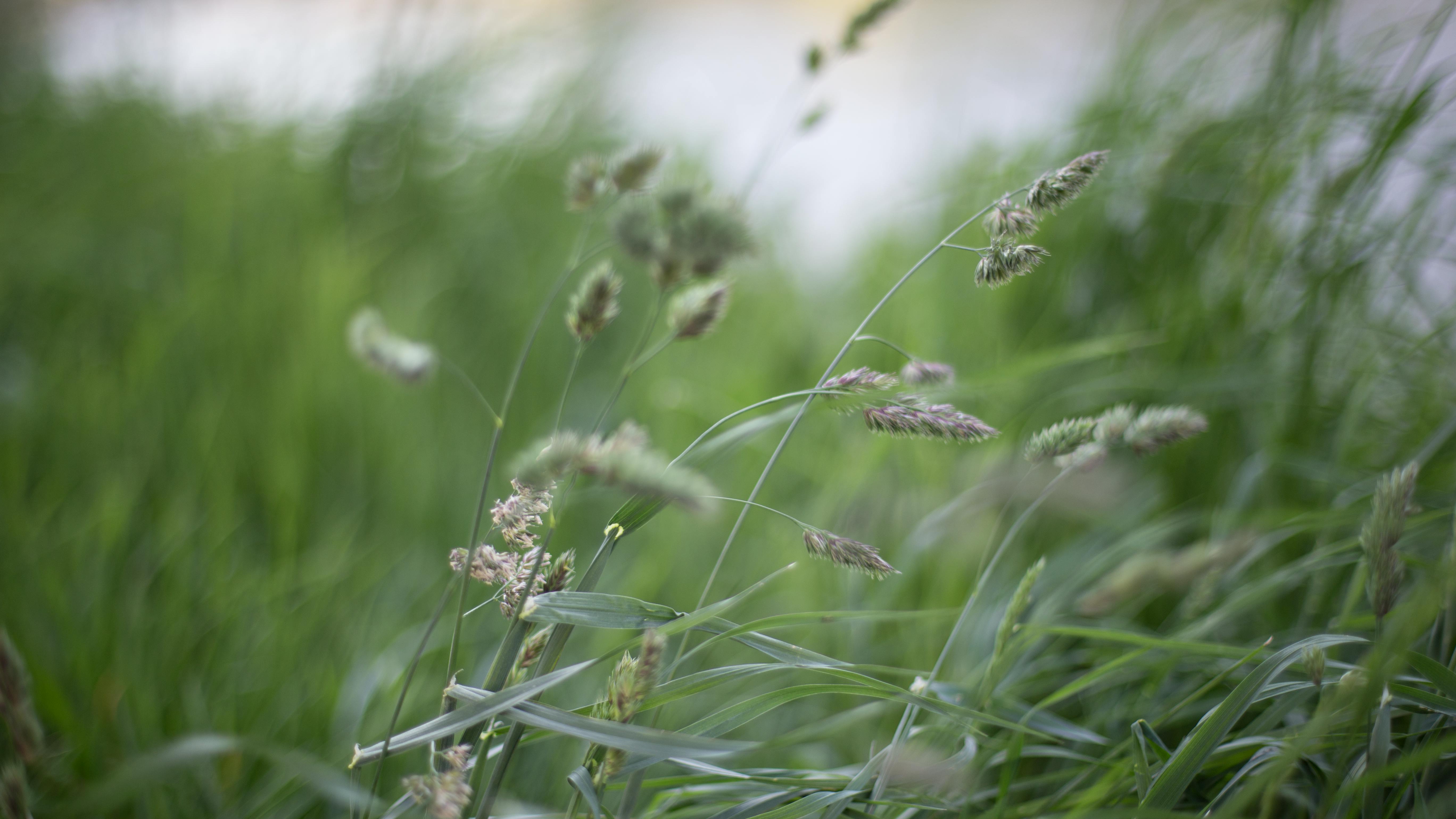 Free stock photo of grasses, windy