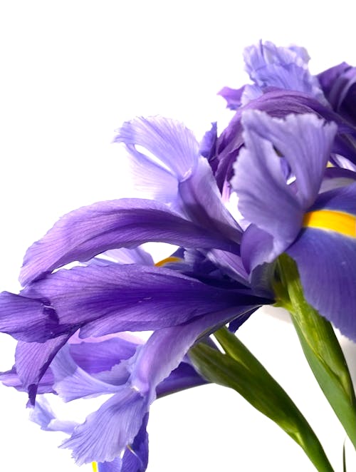 Darmowe zdjęcie z galerii z fioletowe kwiaty, fotografia kwiatowa, kwitnięcie