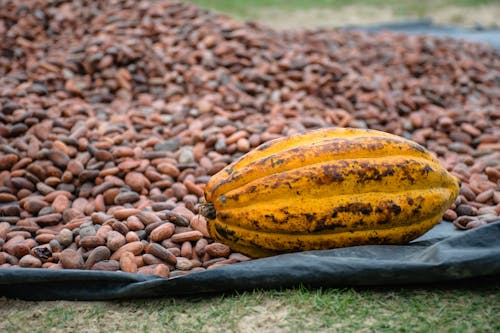 Imagine de stoc gratuită din a închide, boabă, cacao