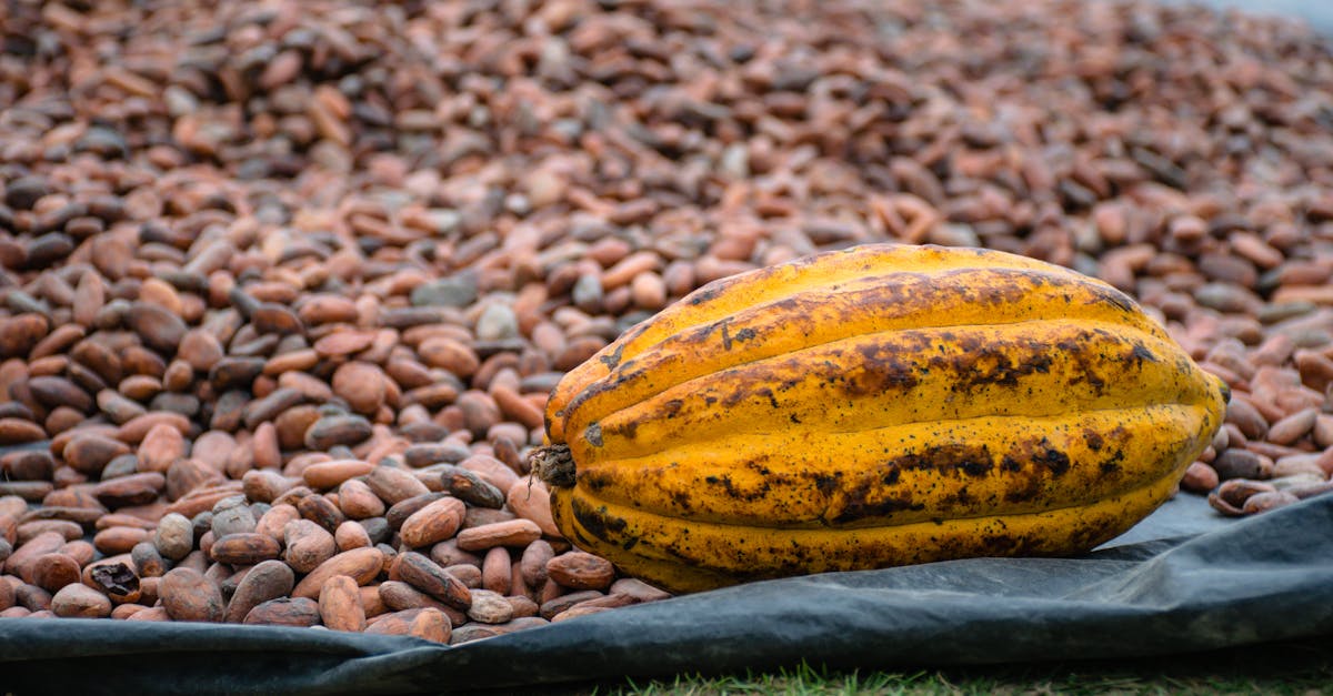 How are cocoa beans grown