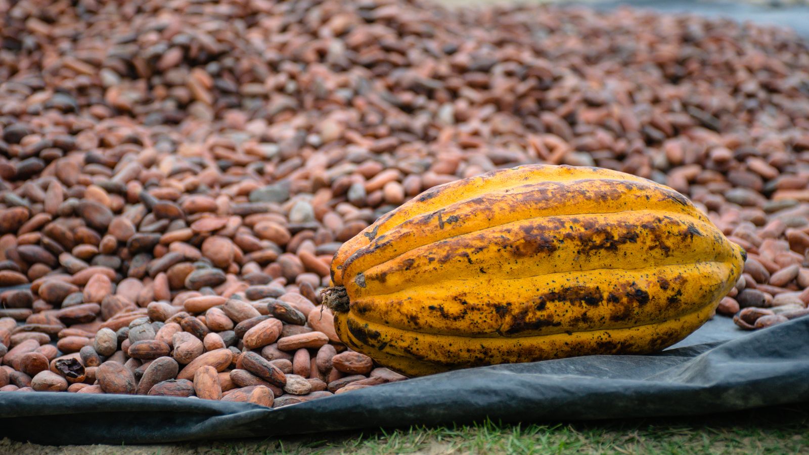 Yellow cacao fruit, Sao Tome and Principe