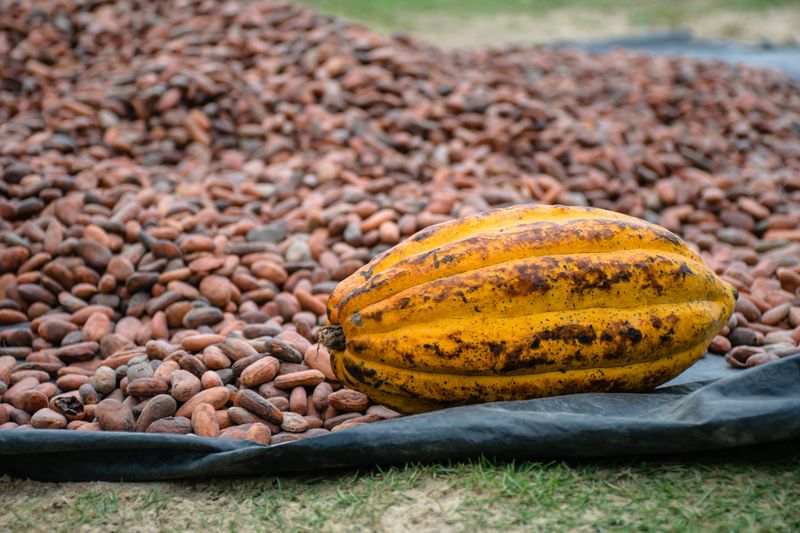Mazorca y granos de cacao premium secos