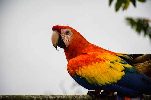 Close-Up Shot of a Scarlet Macaw