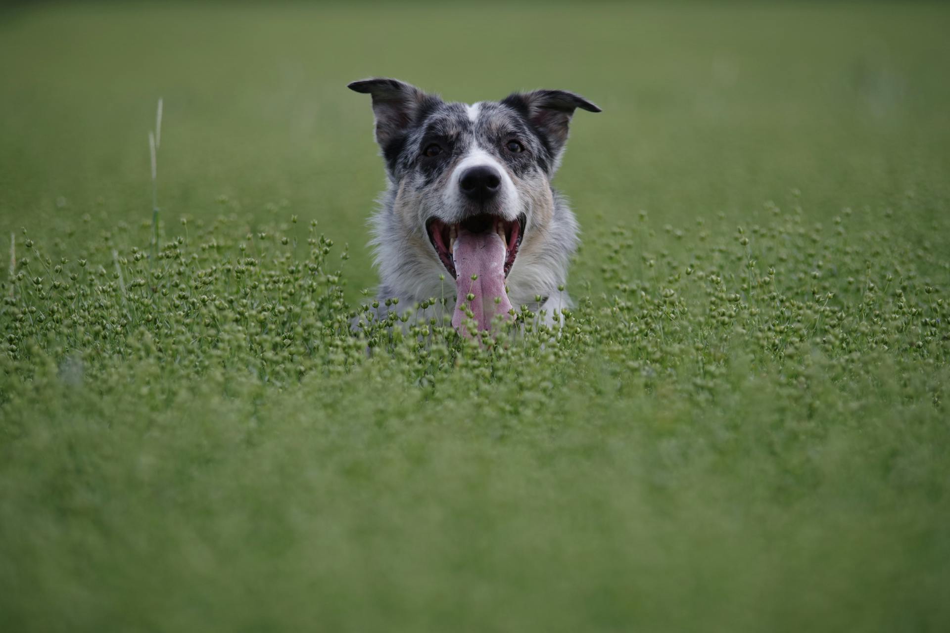 En söt hund på grönt gräsfält med tungan ut