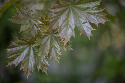 瓢虫停在绿色的枫叶上，凸显了自然美景和昆虫的生活