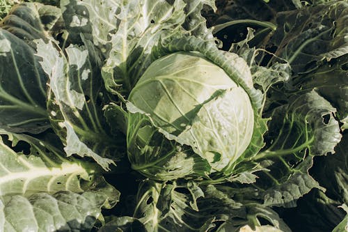 A Green Cabbage in Close-Up Photography