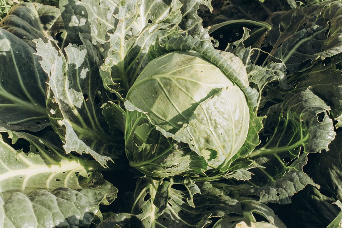 Cavege A Green Cabbage in Close-Up Photography · Free Stock Photo