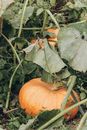Orange Pumpkins on Ground