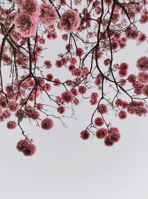 Pink Round Flowers