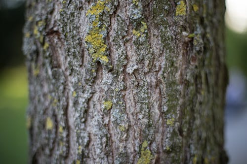 Tronco De árvore Com Musgo Verde