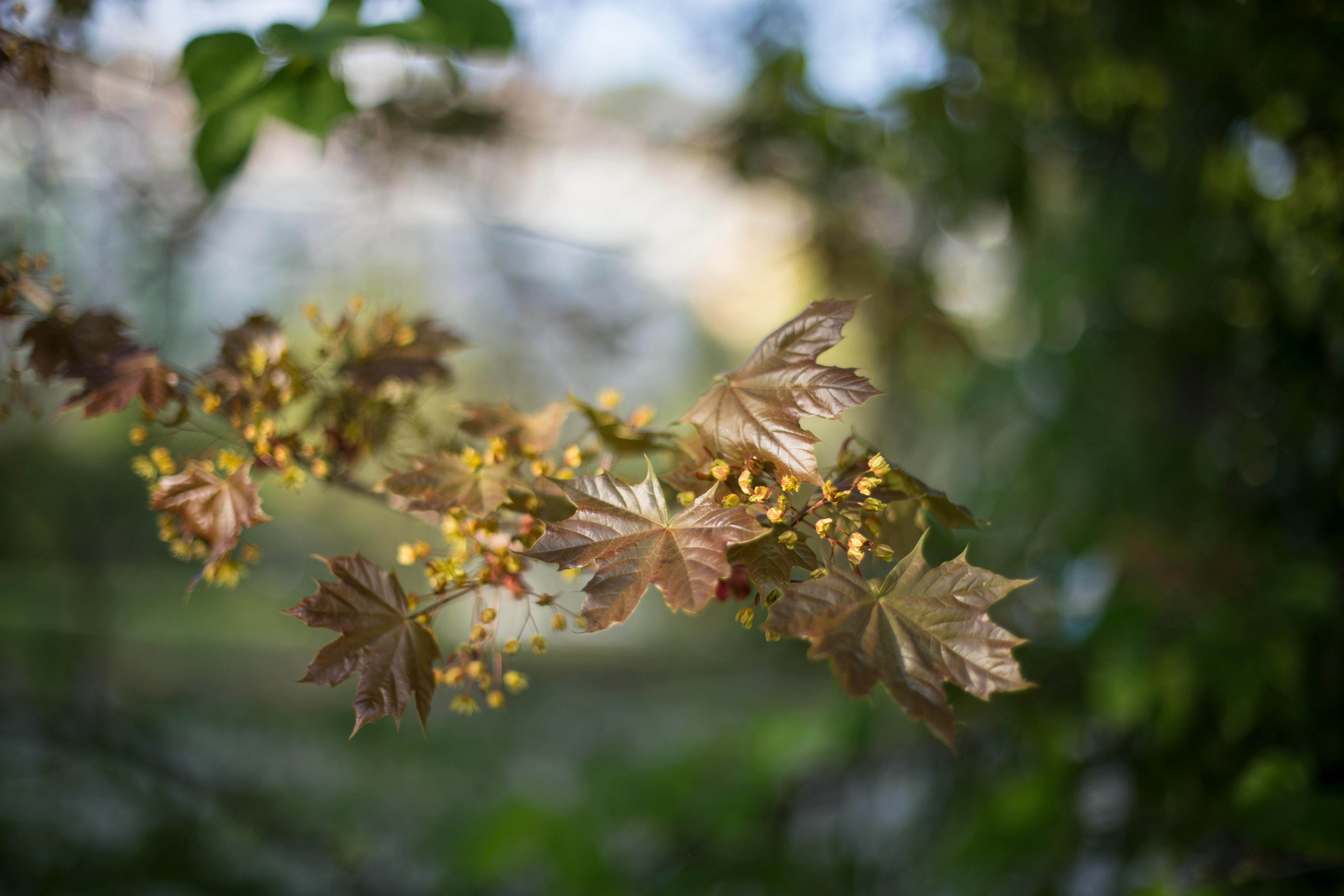 brown-leaf-plant-free-stock-photo