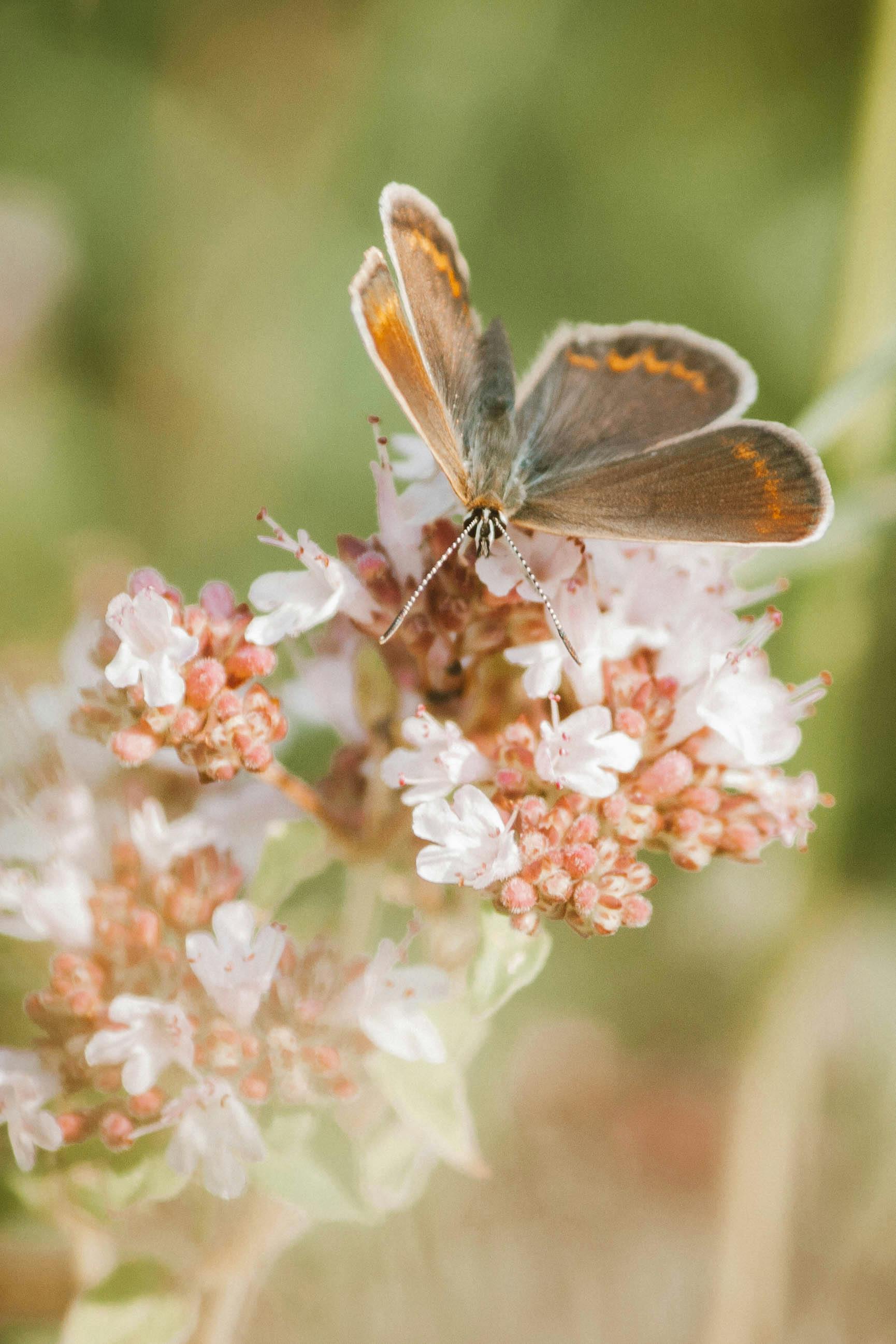Brown and Gray Butterfly Perched on the Flower · Free Stock Photo