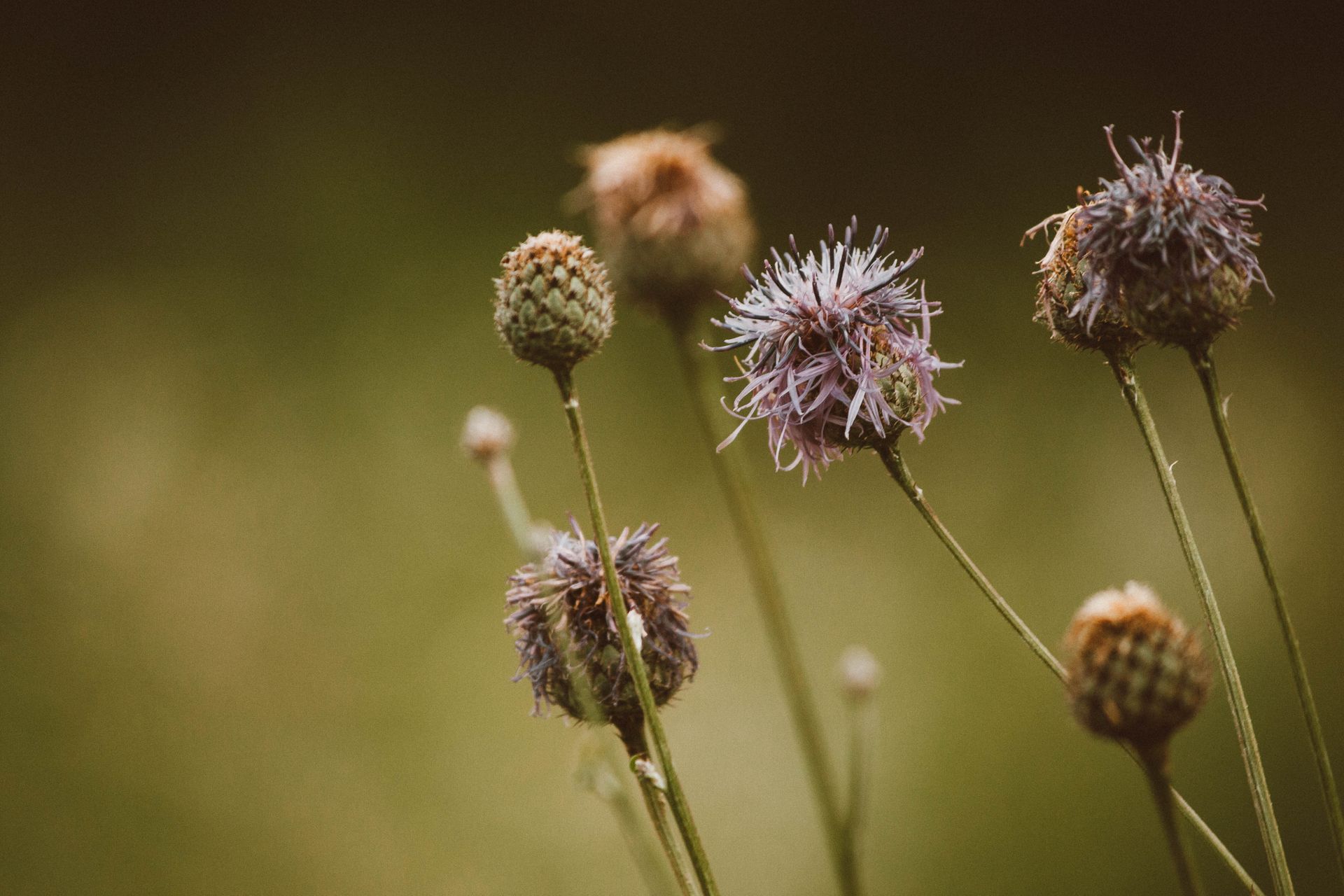 Beautiful close-up of wild thistle flowers with a blurred background, showcasing nature's details.