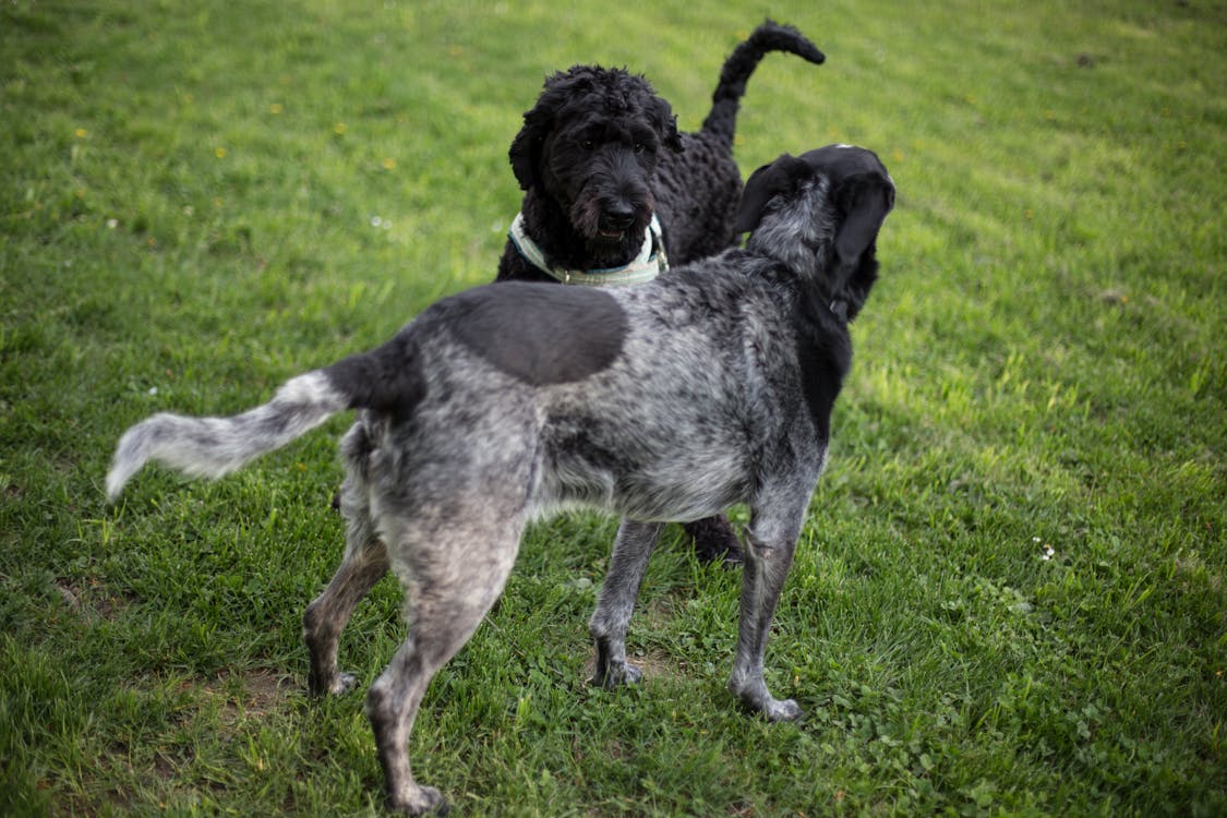 Kostenlos 2 Schwarzer Und Grauer Hund Auf Grasfeld Während Des Tages Stock-Foto