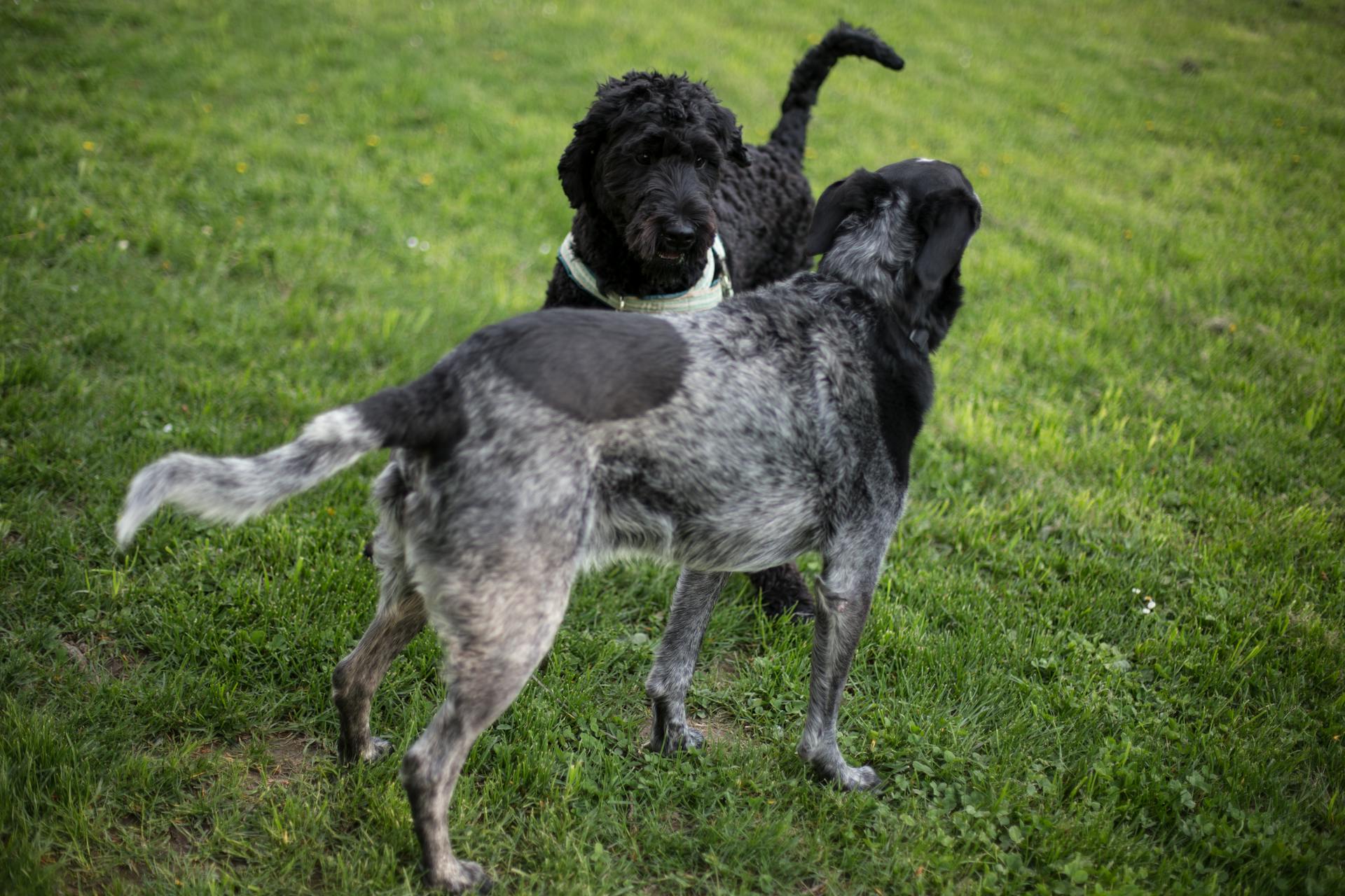 2 Black and Grey Dog on Grass Field during Daytime