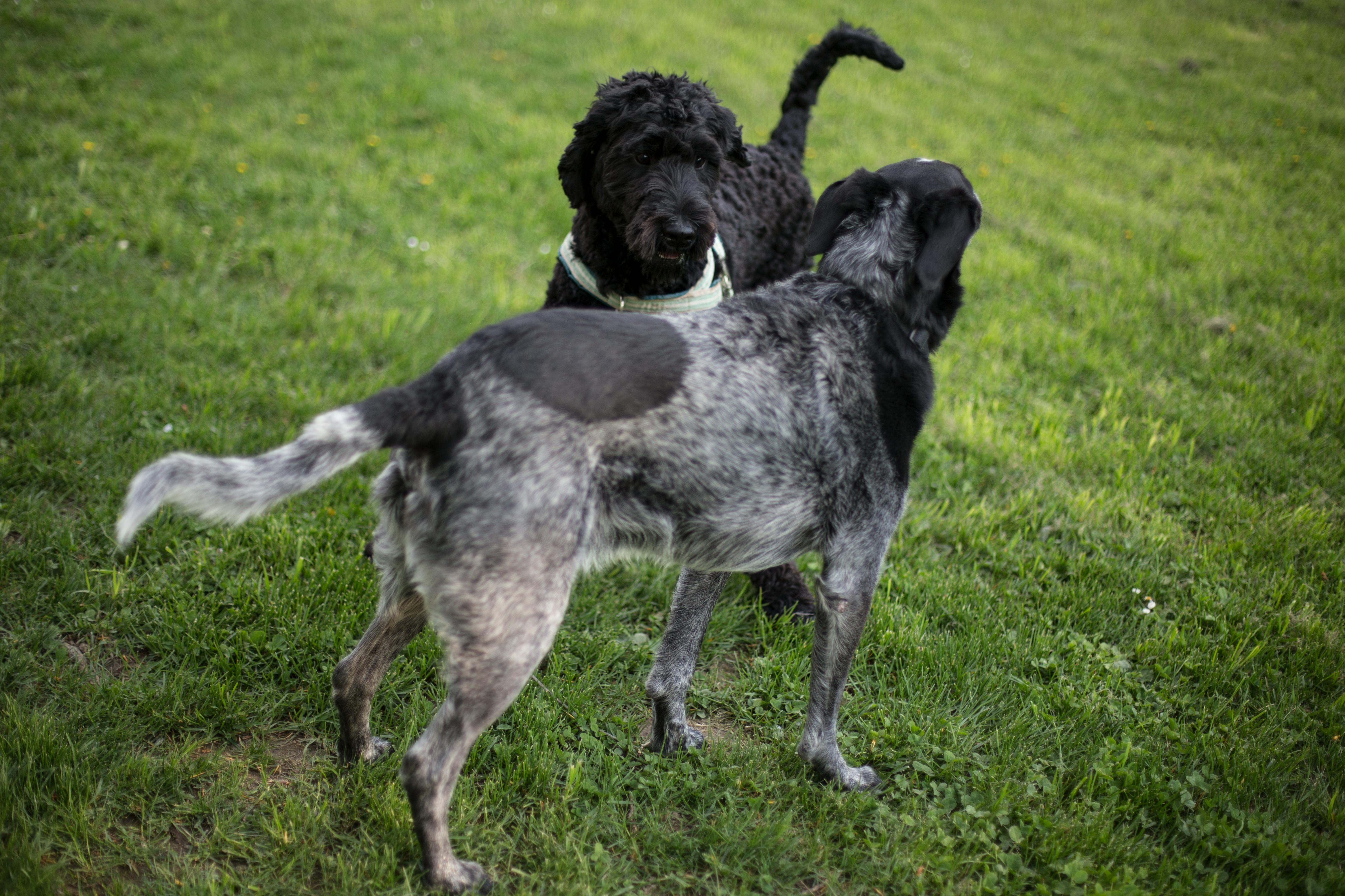 2 Black and Grey Dog on Grass Field during Daytime · Free Stock Photo