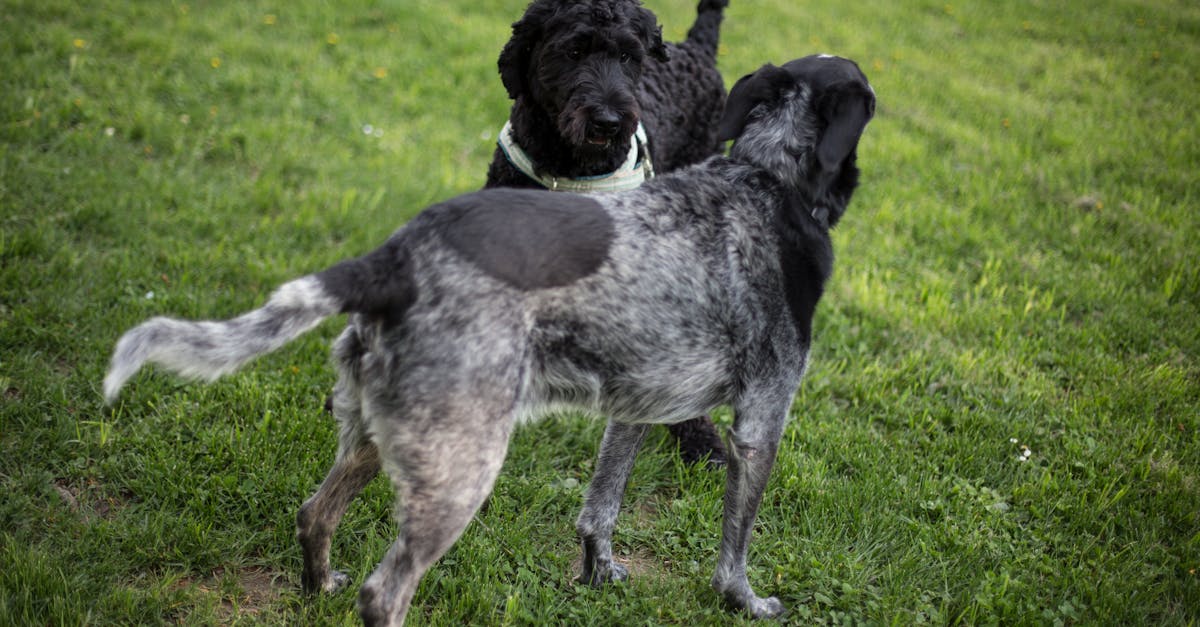 2 Black and Grey Dog on Grass Field during Daytime