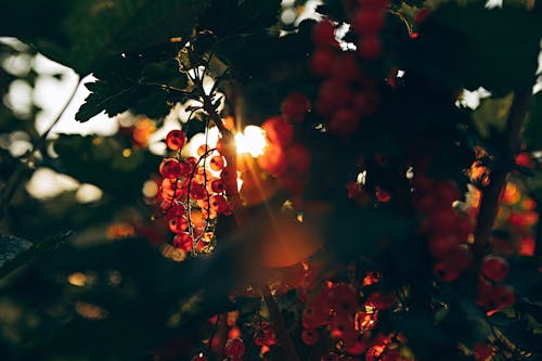 Ücretsiz arkadan aydınlatılmış, bitki, çalı meyveleri içeren Ücretsiz stok fotoğraf Stok Fotoğraflar