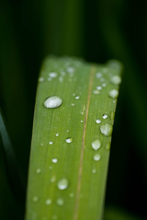 Free Бесплатное стоковое фото с зеленое поле, Зеленое растение, капля воды Stock Photo