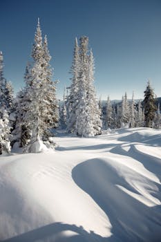 Scenic winter landscape of snow-covered coniferous forest in Siberia under clear blue sky.