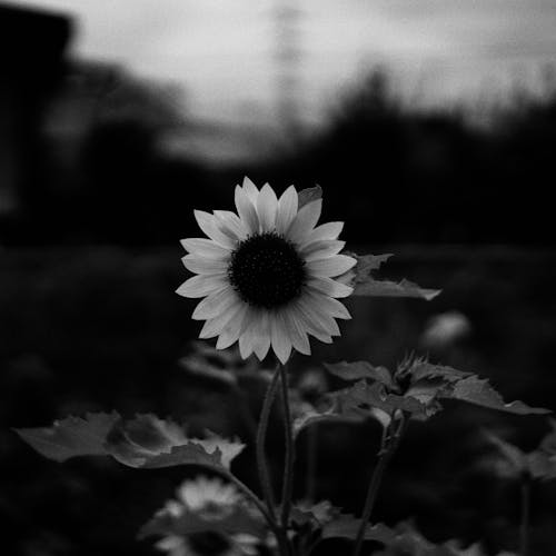 A Flower in Black and White