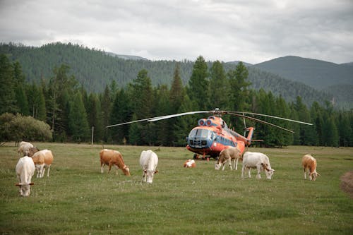 Free A Helicopter Landing on the Pasture Grass Stock Photo