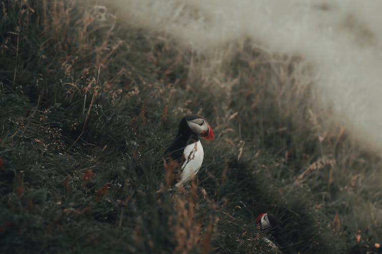 Atlantic Puffin Birds On A Grassland In Iceland