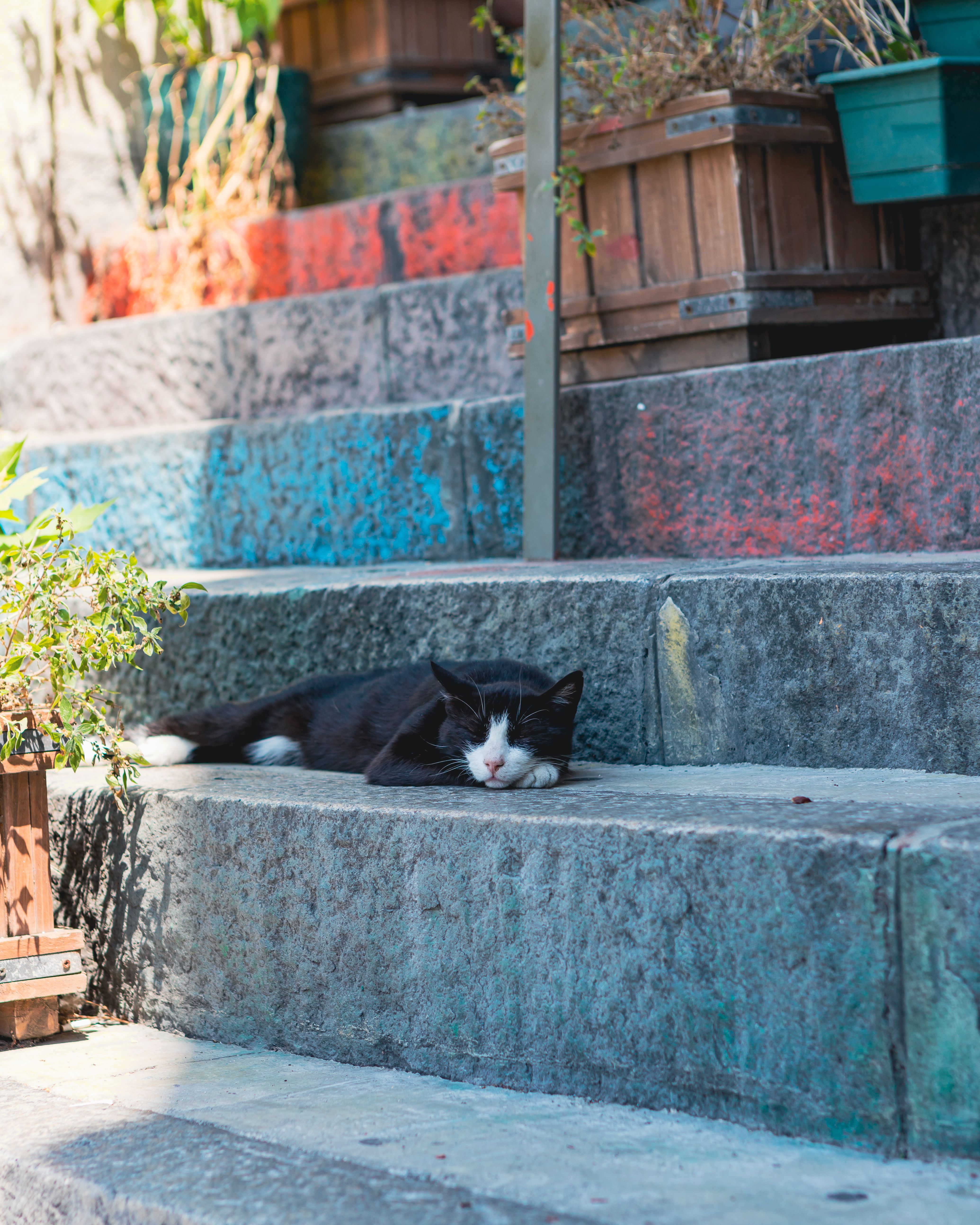 Black ang White Cat Lying on Concrete Stairs · Free Stock Photo