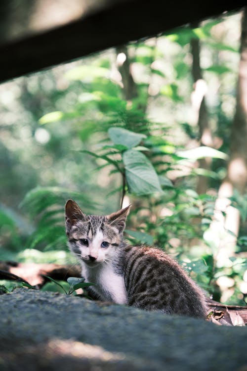 Free A Stray Cat in the Forest Stock Photo
