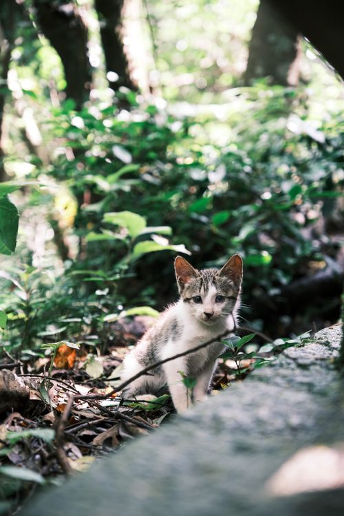 Free Charming close-up of a kitten surrounded by greenery in a forest, capturing nature's serenity. Stock Photo