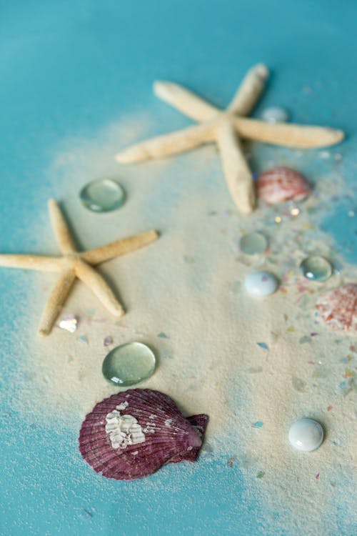 Free Shells and Starfish over Blue Surface Stock Photo