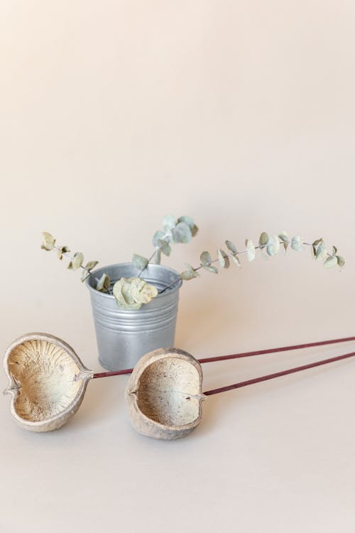 Artificial Eucalyptus in a Pot and Dried Plant 