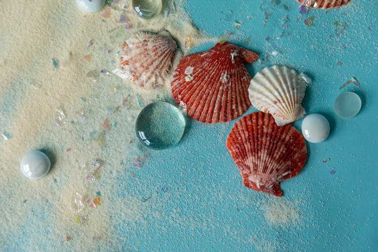 Red And White Seashells On White Sand