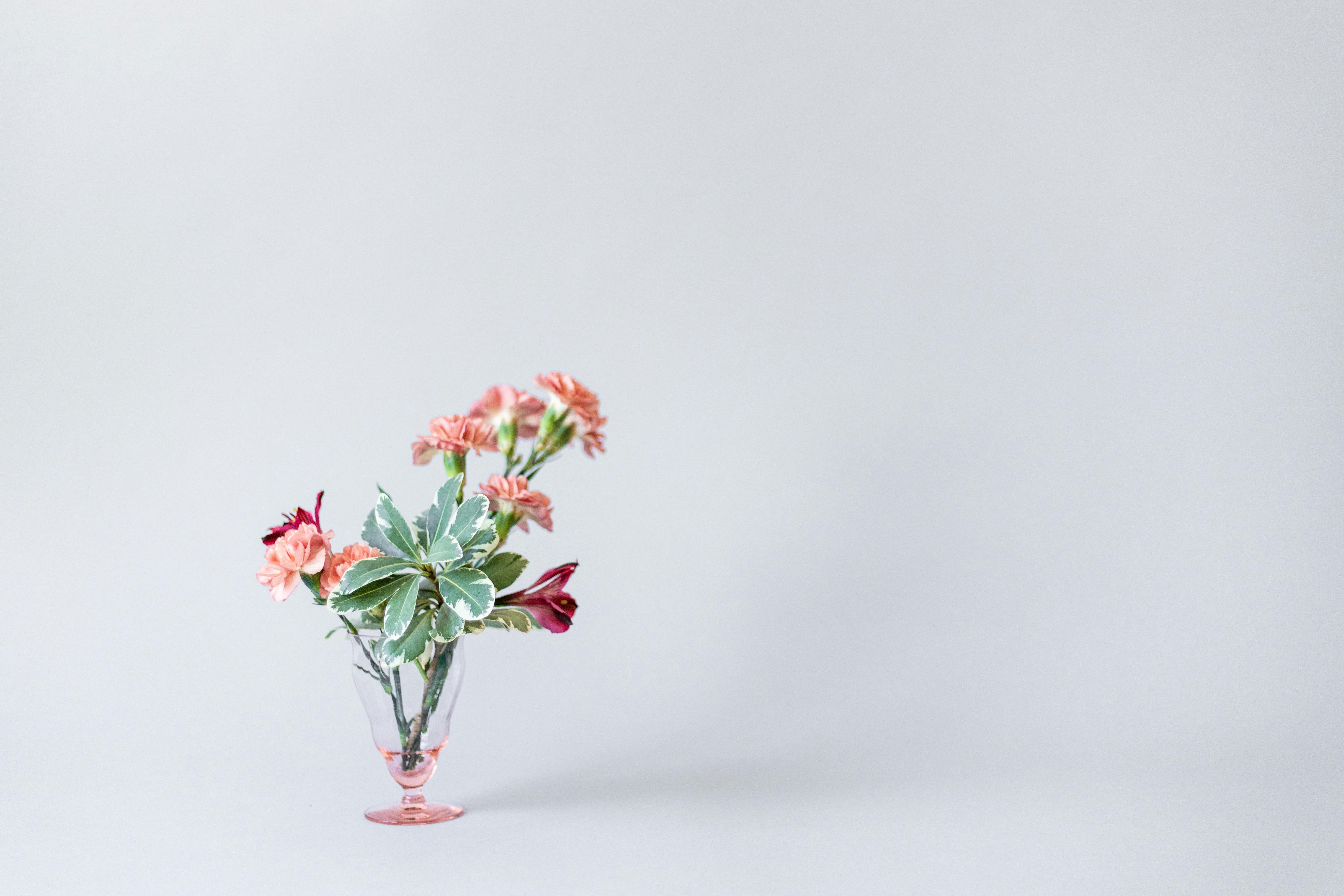 Brown Plant on White Ceramic Vase · Free Stock Photo