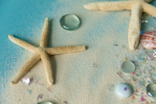Starfish on White Sand