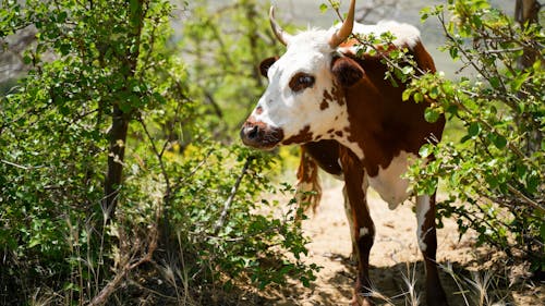 Бесплатное стоковое фото с деревья, животное, корова