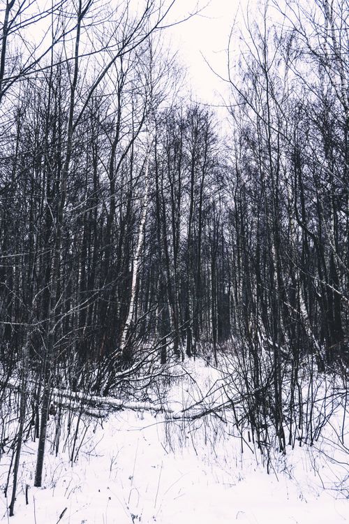 Free stock photo of forest, snowflakes, trees Stock Photo
