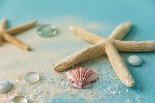 Безкоштовне стокове фото на тему «водна тварина, впритул, Морська зірка»