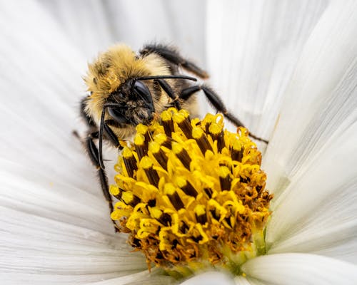 Ilmainen kuvapankkikuva tunnisteilla eläin, hyönteinen, keltainen kukka