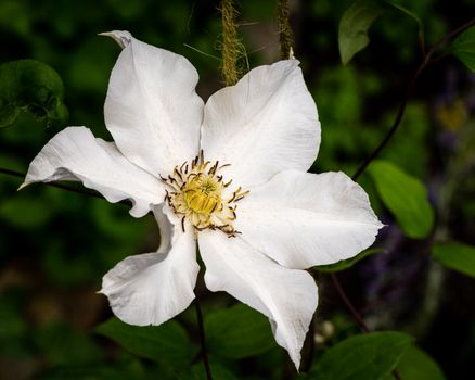 White Flower in Tilt Shift Lens