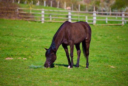Free stock photo of animal, animal lover, brown horse