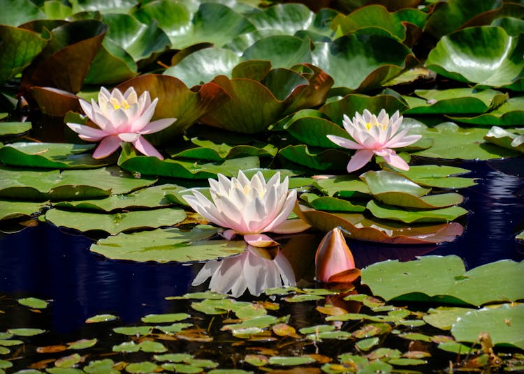 Pink Lotus Flowers On Water