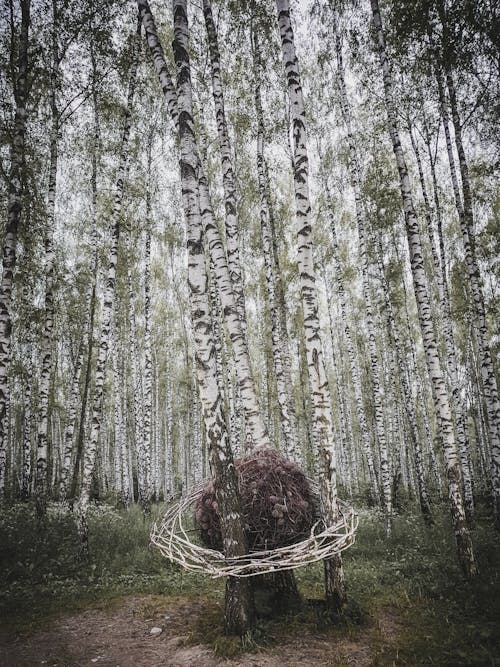 Fotobanka s bezplatnými fotkami na tému breza, fotografia prírody, hniezdo