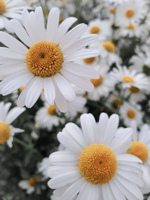 Бесплатное стоковое фото с белые маргаритки, белые цветы, вертикальный выстрел