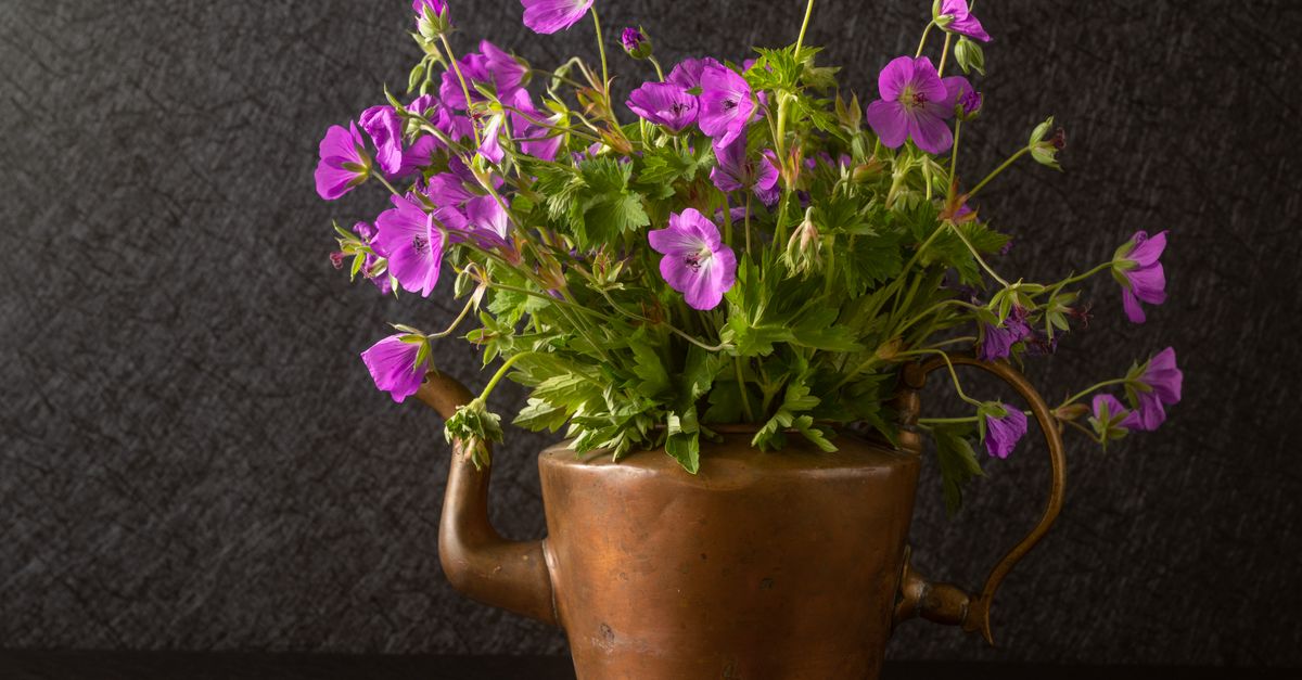 Géranium : Propriétés thérapeutiques naturelles