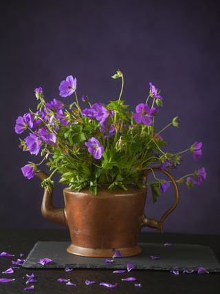Purple geranium flowers in a rustic cup by Skyler Ewing on Pexels